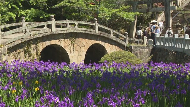 笠岡市の神社でカキツバタが見頃　あざやかな青紫色の花と眼鏡橋が競演　岡山