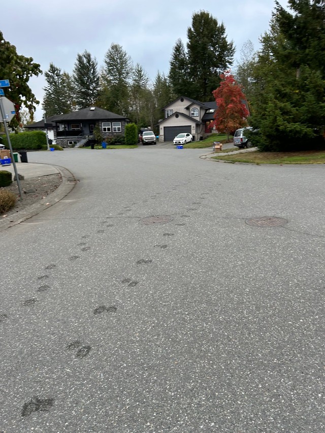 「足跡も残ってました」（根魚さん提供）