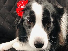 ひざの上が好きな甘えん坊　瞳で語るボーダーコリーの「ポピー」