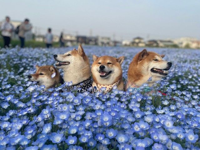 気持ちよさそうにネモフィラ風呂に浸かるわんちゃんたち（提供：柴犬茶々麻呂之介さん）