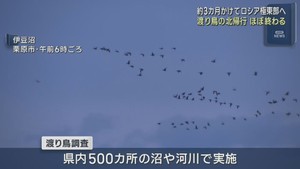 宮城県に飛来の渡り鳥　北帰行ほぼ終える