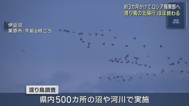 宮城県に飛来の渡り鳥　北帰行ほぼ終える
