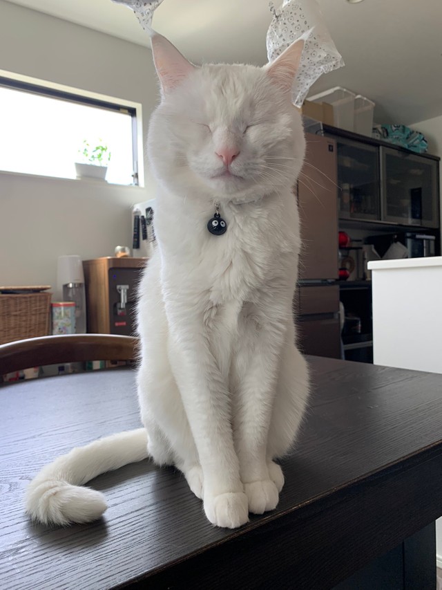 氷の音を聞いていたんです（ハク様の飼い主さん提供）