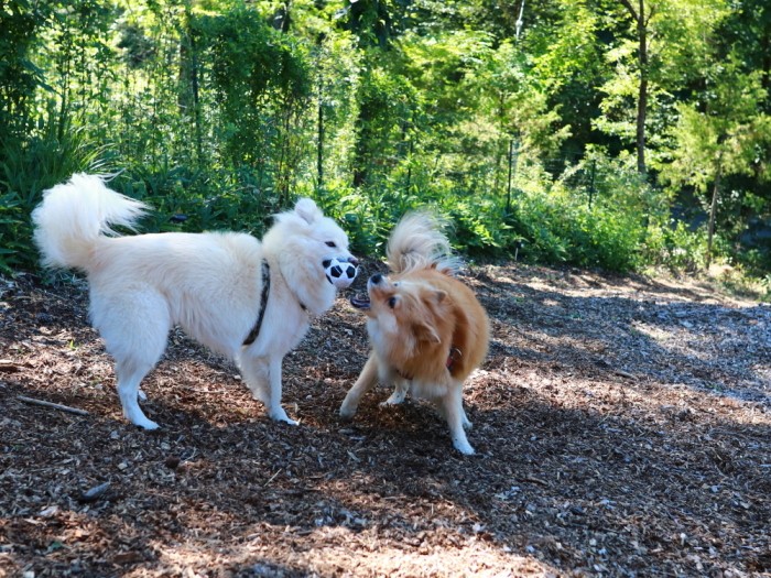 ７歳になる今も性格はガキンチョの福助