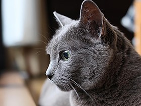 こう見えて、もう１８歳　ロシアンブルーの「びー」