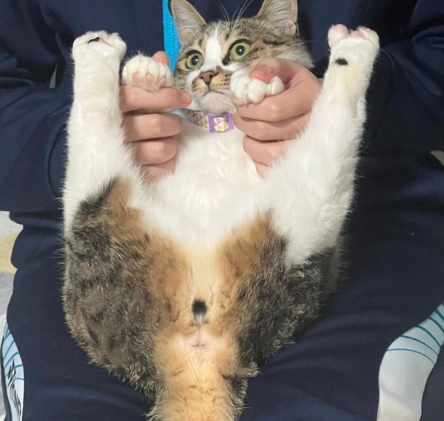 後ろ足を器用に上げてフリーズするココちゃん（画像提供：つくきな ココテテさん）