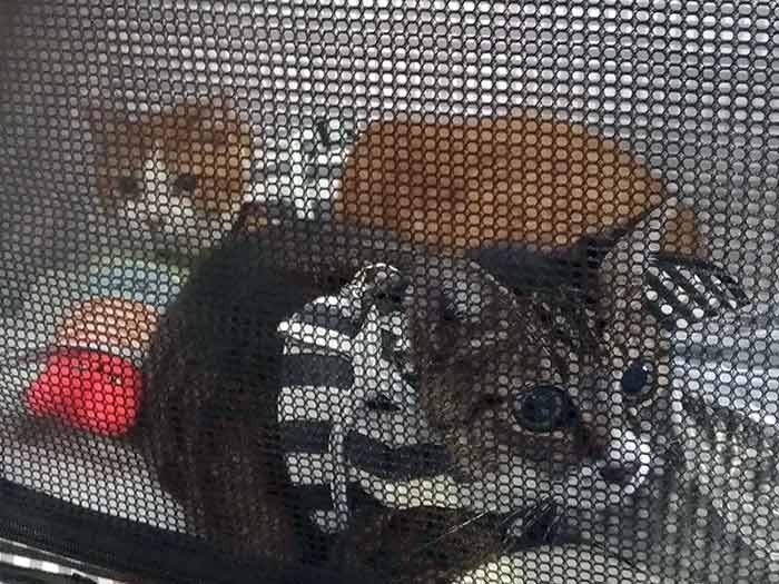 避難所では、持参したソフトケージで過ごしました