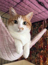 ハンモックに入ってくつろぐ金貨ちゃん（画像提供：ネコにごはんさん）