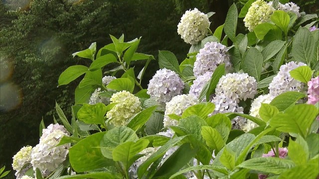 岡山でアジサイ開花　平年より13日早く、観測史上最速