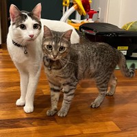 小さな頃からずっと寄り添っていた。手前がベルちゃん。