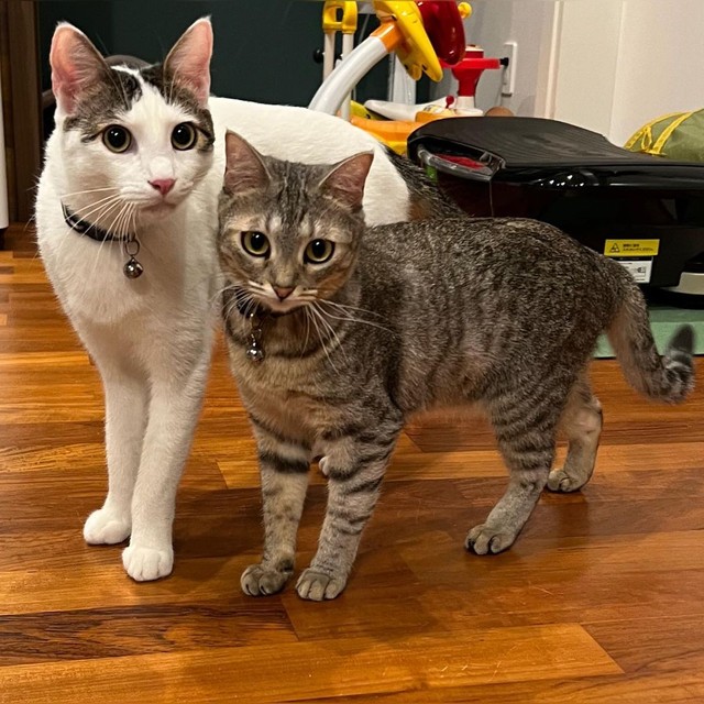 小さな頃からずっと寄り添っていた。手前がベルちゃん。