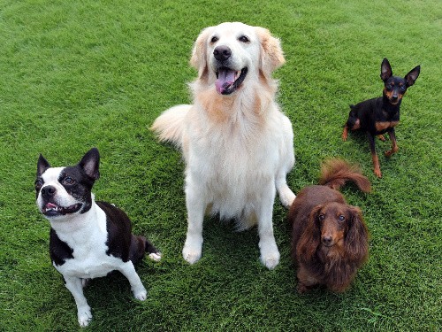 保健所から救われ「看板犬」に　ゴールデンのセシル、表情豊か