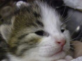 母猫と共同作業で子育て？　家も会社も大騒ぎ！