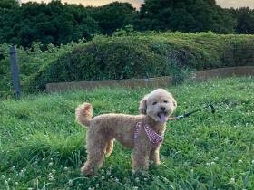公園大好き、草むらは特にテンションがあがっちゃう！　トイプードル「むぎ」