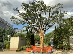 明治神宮外苑だけではない　消える都市の樹木　住民「もっと対話と情報を」浜町公園