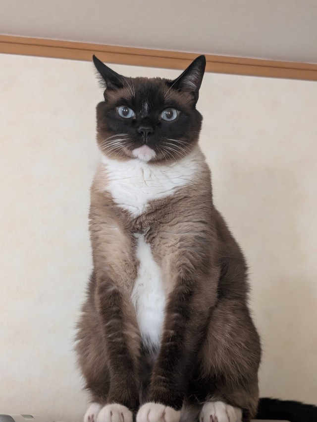 現在7歳のナツちゃん。毛色はきれいな「焦げ色」に／ゆきみさん（@yukimi.06）提供