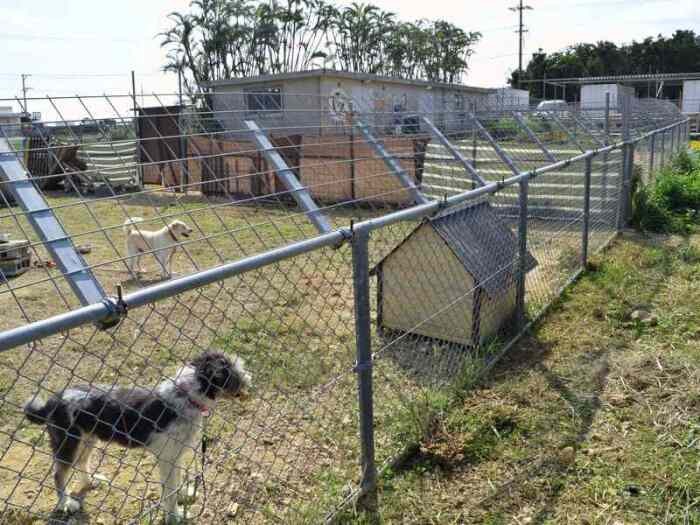 広々としたドッグランでのんびり過ごす保護犬たち