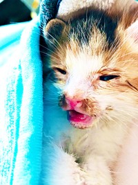 保護時、生後推定3週間、お顔が汚れていたサラちゃん（画像提供：にゃさん）