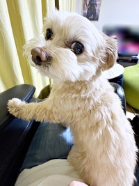 「撫でて？」振り返ってアピールするまろちゃん（画像提供：まろこちゃん）