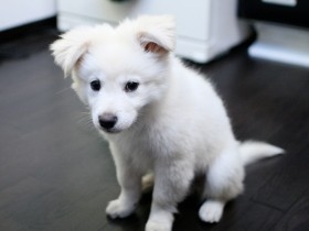 犬の飼い主は「群れのリーダー」であるべきか　厳しいしつけより信頼関係が大切