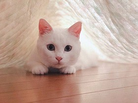 ２０１９フォトジェニックで賞　保護猫「しろ」　
