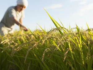 相続税が納税猶予される農地とは？　農地の納税猶予の適用要件と手続きを解説