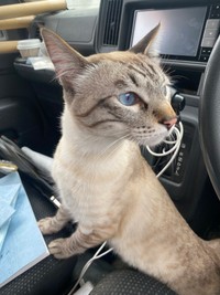 銀八雲さんにも物おじしない猫ちゃん！（提供：銀八雲さん）