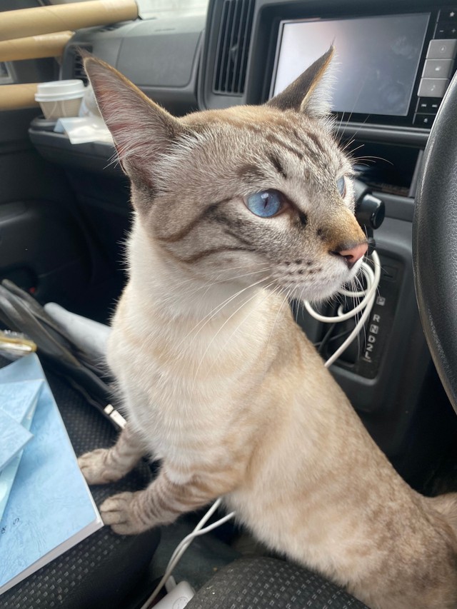 銀八雲さんにも物おじしない猫ちゃん！（提供：銀八雲さん）