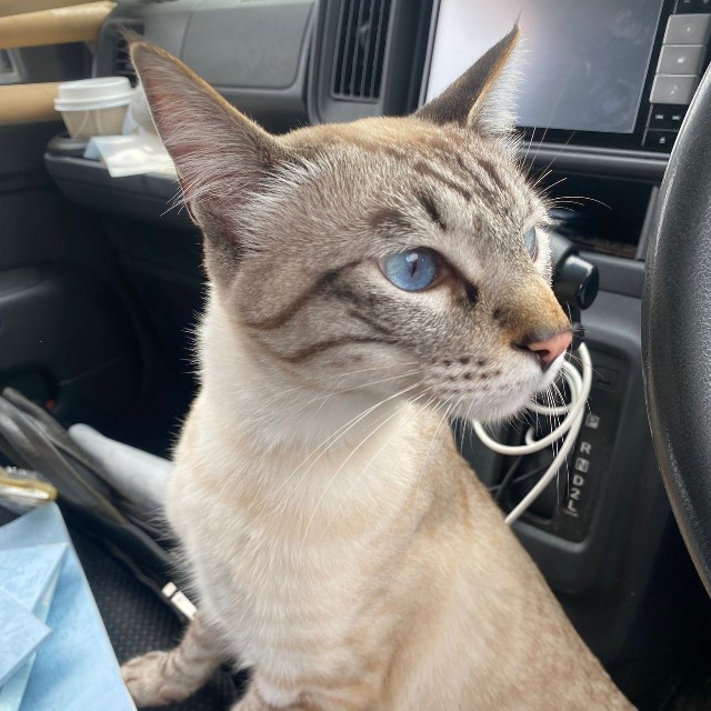銀八雲さんにも物おじしない猫ちゃん！（提供：銀八雲さん）