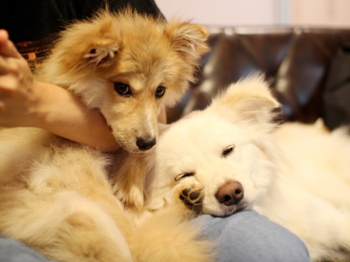 わが家に来た当初の人間不信の福助