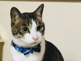 お仏壇に手を合わせるのが日課　ご先祖様や仲間を大事にするキジ白猫「サラ」