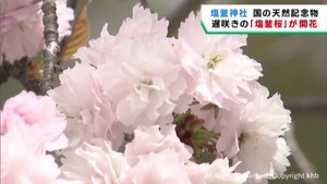 遅咲きの塩釜桜が開花　国の天然記念物　宮城・塩釜神社