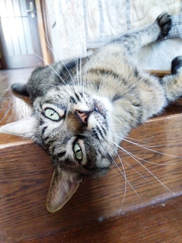 ヘソ天になってくつろぐレモンちゃん（画像提供：バニラさん）