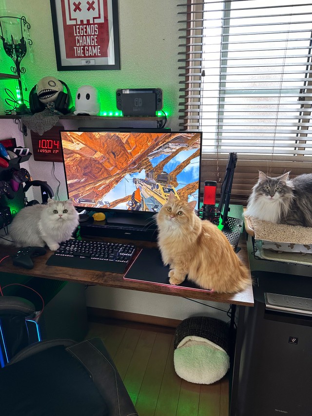 これからも下僕のネコハラさせていただきます！（提供写真）