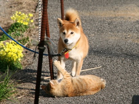 犬より猫を飼うのが「楽」？　 犬とは違う苦労もあります