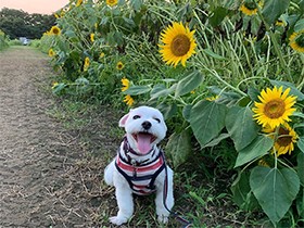 梅雨明けの翌日、ひまわり畑へ　マルチーズ「くーた」も笑顔満開
