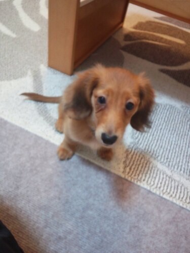 家にきたころの「コタロー」