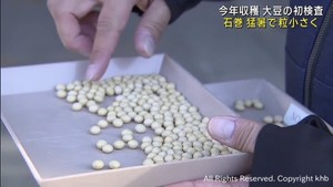 大豆の初検査　猛暑の影響で粒が小さく　宮城・石巻市