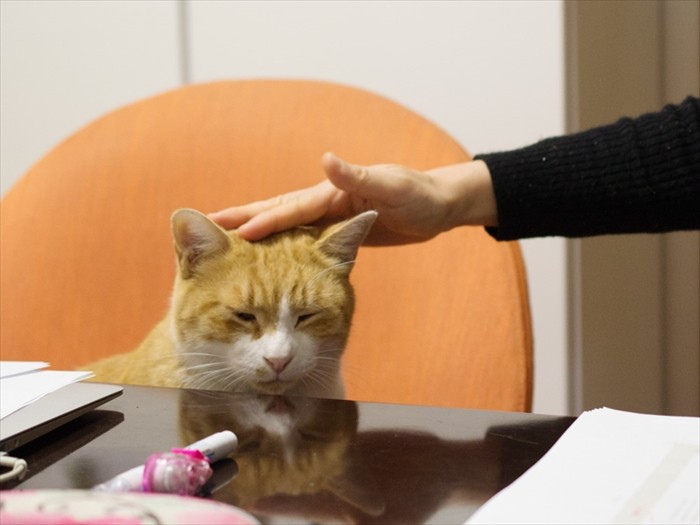 「なぜみんな僕らの頭をなでるのかな」（小林写函撮影）