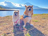 一緒にお出かけを楽しむ（左から）プクちゃん、イチくん（画像提供：イチプクカミュさん）