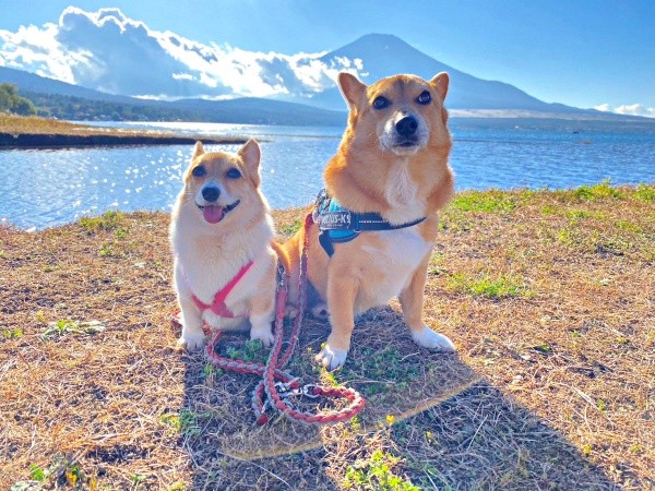 一緒にお出かけを楽しむ（左から）プクちゃん、イチくん（画像提供：イチプクカミュさん）