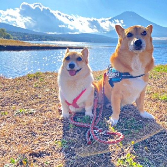 一緒にお出かけを楽しむ（左から）プクちゃん、イチくん（画像提供：イチプクカミュさん）
