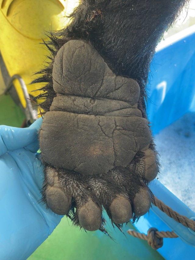 体重70キロのツキノワグマの手。肉厚で人間の5倍くらい重いといいます（いずれも提供写真）