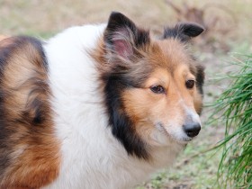 犬猫の糞便検査からわかること　病気や感染に気づくためうんちの性状を知っておこう