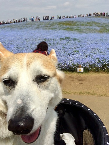 「ペット休暇」で家族と外出し嬉しそうなりくちゃん（アイペット提供）