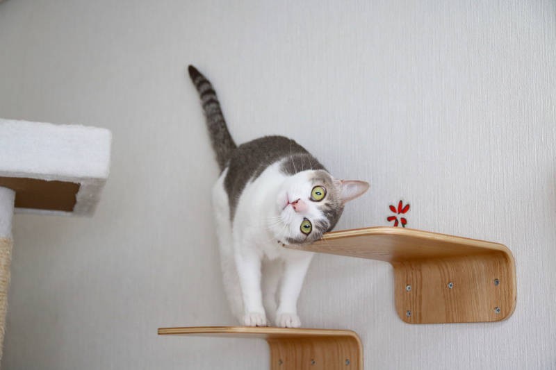 猫はこうしてニオイをつけることで安心感が得られるそう（第３章より）