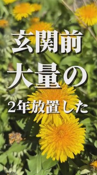 玄関前に生えていた大量のたんぽぽ／こばさん提供