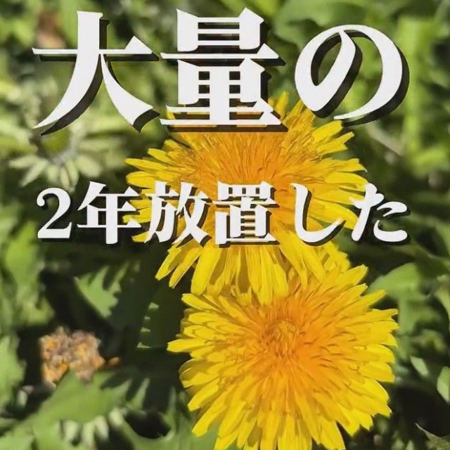玄関前に生えていた大量のたんぽぽ／こばさん提供