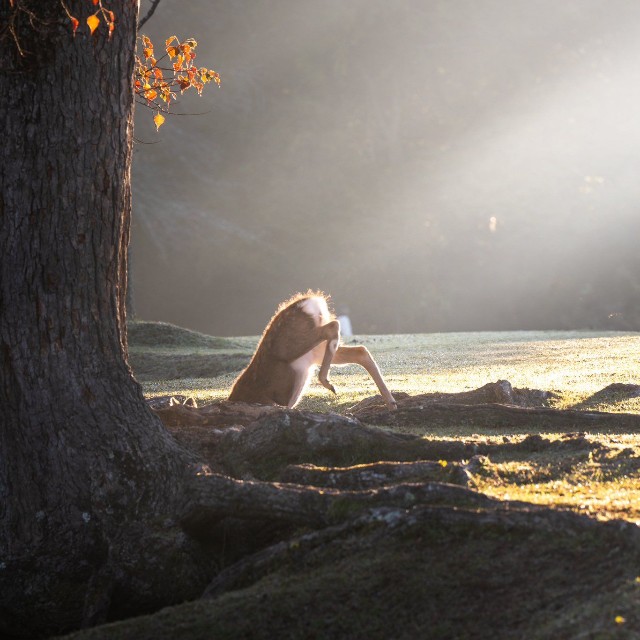 段差を降りただけなのにまるで地面に埋まっているように見えちゃう鹿さん（提供：ペーやん/Peyanさん）