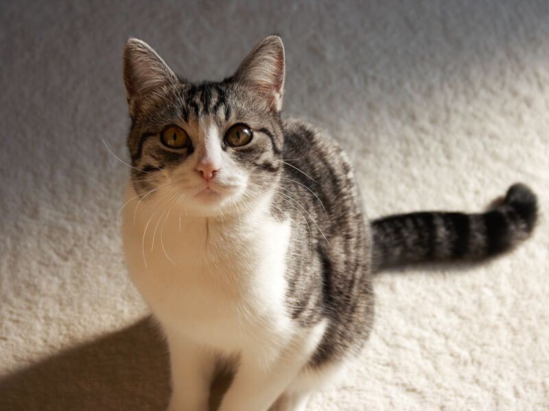 昨年9月に旅立ったM家のプリン（Mさん提供）